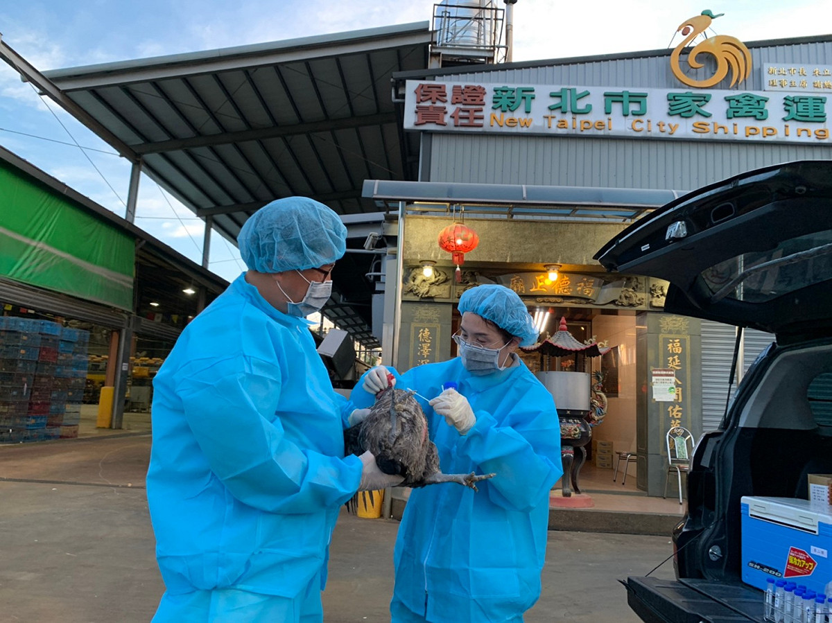 防疫人員至新北禽理貨場隨機採集送檢。 圖：新北市動保處提供