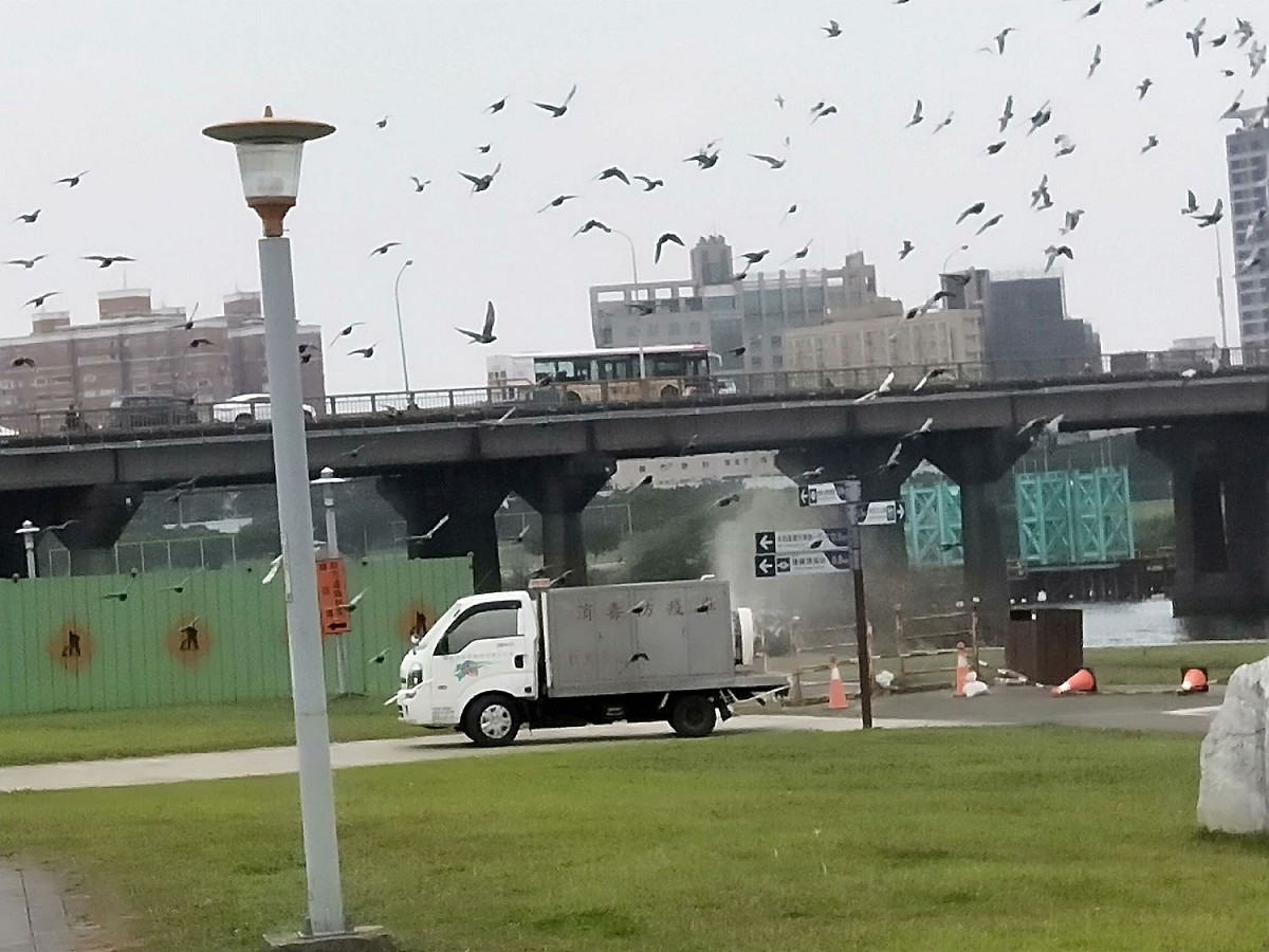 新北市動保處消毒防疫車至野鳥聚集區域加強消毒。 圖：新北市動保處提供