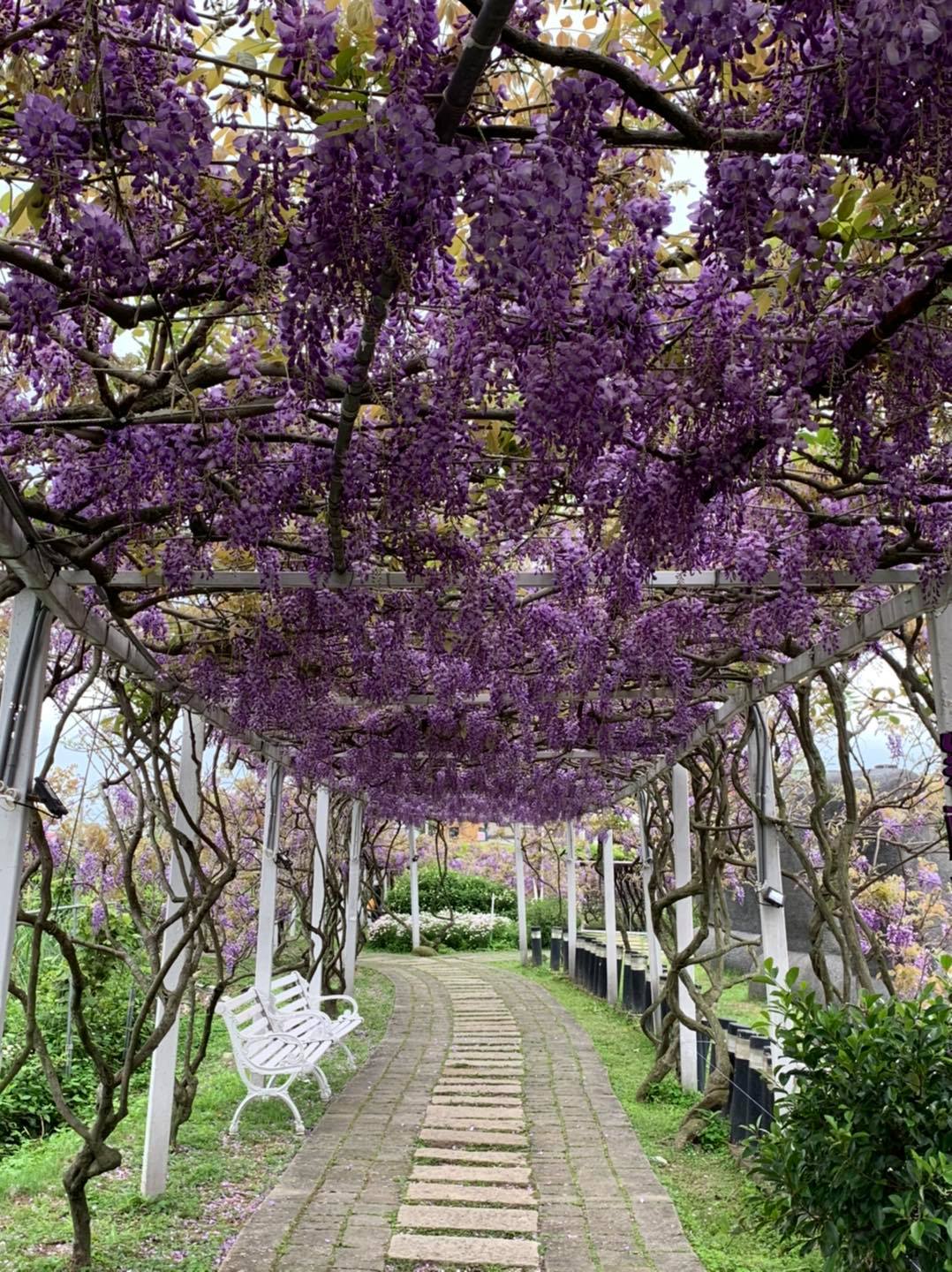 紫藤咖啡園為全台最大的紫藤花園。 圖：取自紫藤咖啡園 （二店）（水源園區）臉書