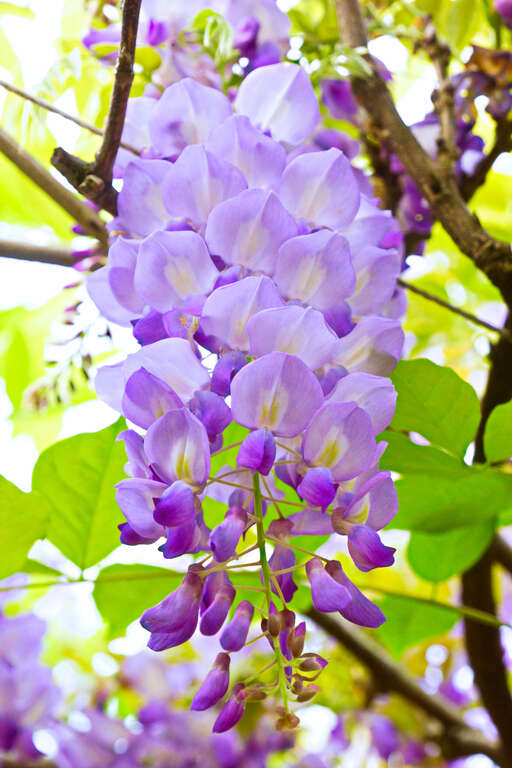 紫藤花花期於3月底到4月初開花。 圖：取自台北旅遊網