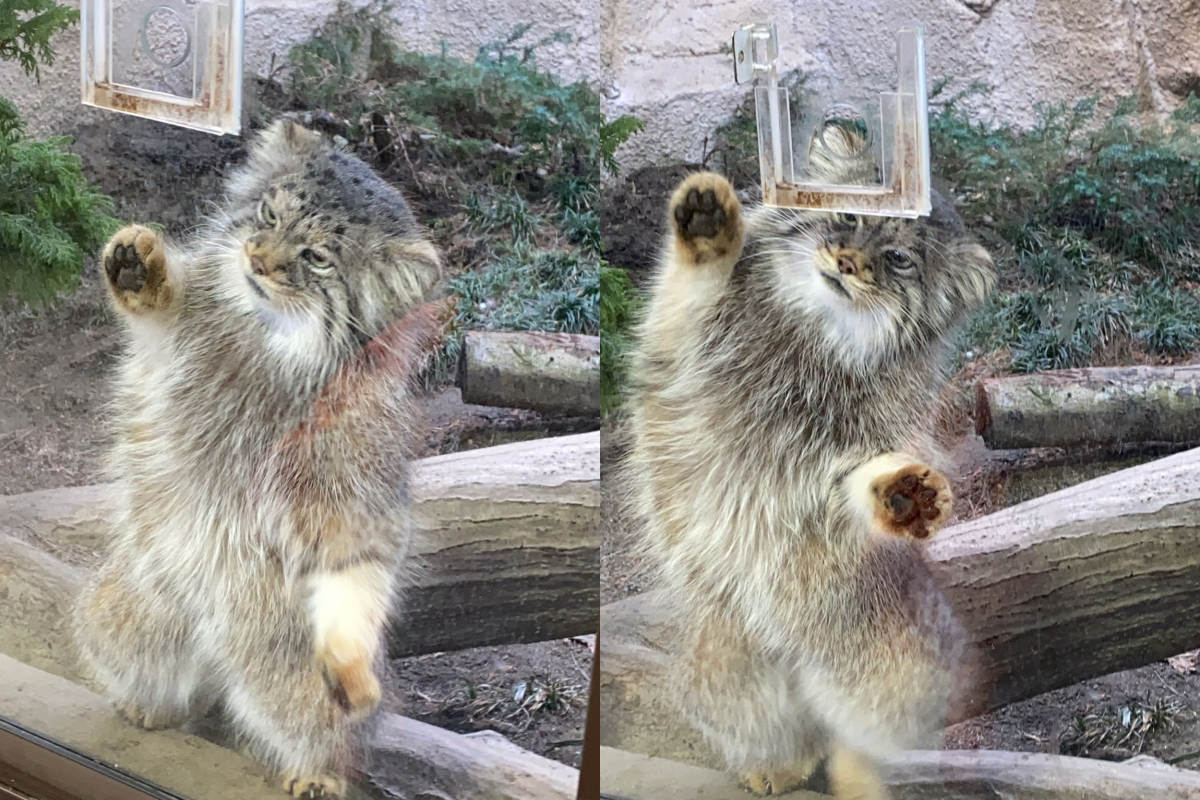到吃飯時間，兔猻猛盯肉肉還左扭右扭！ 圖／Twitter＠shirokumaroko