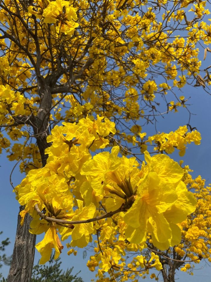 彰化芬園彰南路黃花風鈴木已開至六七成。（圖為去年花況） 圖：取自交通部臉書