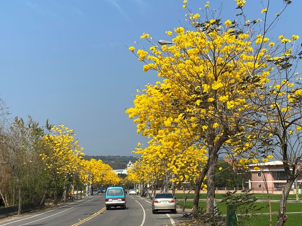 彰化芬園彰南路黃花風鈴木已經已開至六七成。（圖為去年花況） 圖：取自交通部臉書