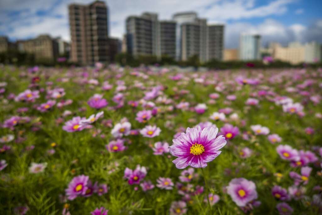美堤河濱公園花海唯美盛開。 圖：取自台北旅遊網
