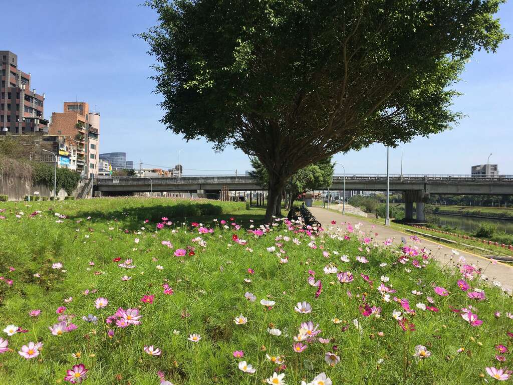 成美右岸河濱公園大波斯花海位於內湖成美右岸河濱公園成美橋下方。 圖：取自台北旅遊網