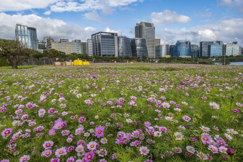 美堤河濱公園花海 花期至三月下旬。 圖：取自台北旅遊網