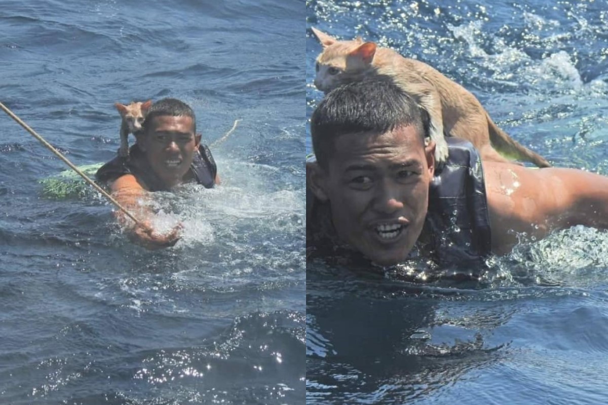 泰國一名海軍軍官日前跳海拯救小貓。 圖／FB@กองทัพเรือ Royal Thai Navy