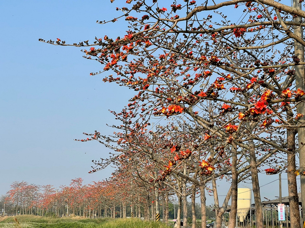 林初埤木棉花花道。 圖：台南市觀旅局／提供