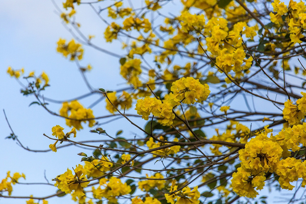 黃花風鈴木花季從12月至翌年4月。 圖：台南市觀旅局／提供