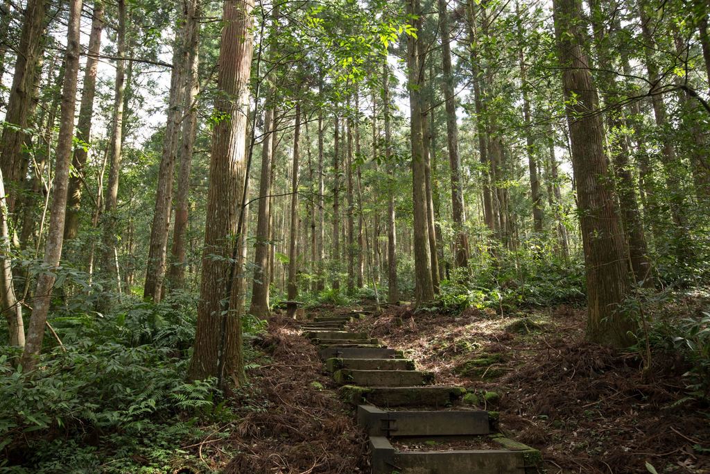 林務局宣布從明日起至5/28暫停開放。(東眼山示意圖)  圖：取自桃園觀光導覽網