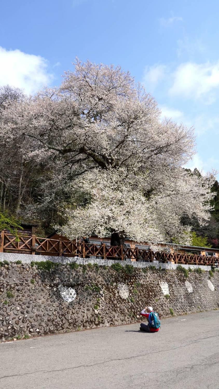 今年在寒流影響下，開花時間稍晚約1周。 圖：取自觀霧國家森林遊樂區粉專
