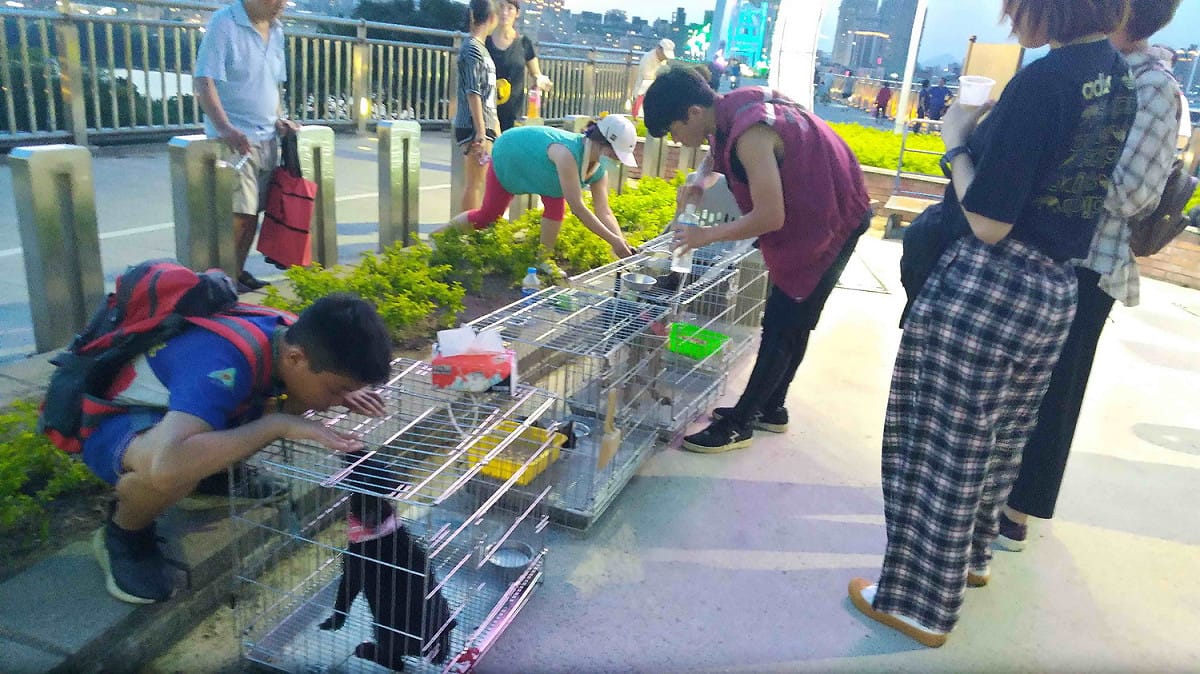 去年七夕快閃的民眾與毛寶貝互動。 圖：新北市動保處提供