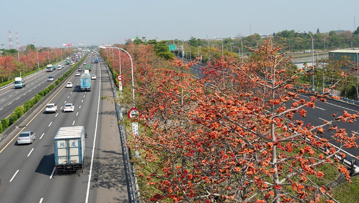 國道1號北斗路段木棉花。 圖：高公局／提供