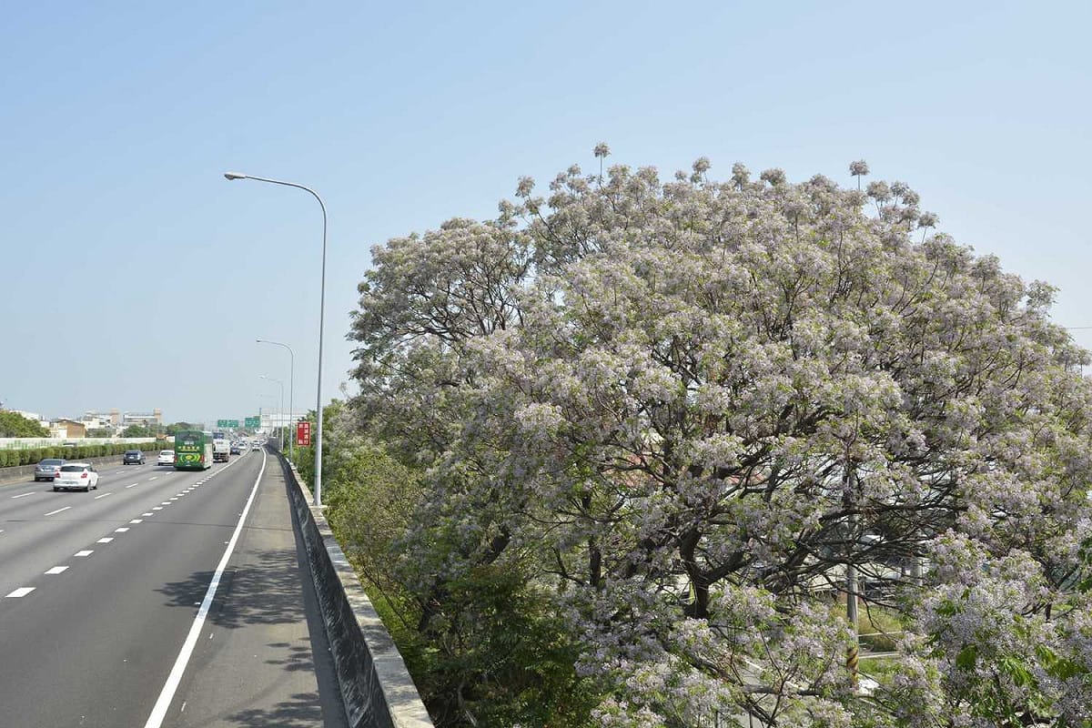 國道1號后里路段苦楝。 圖：高公局／提供