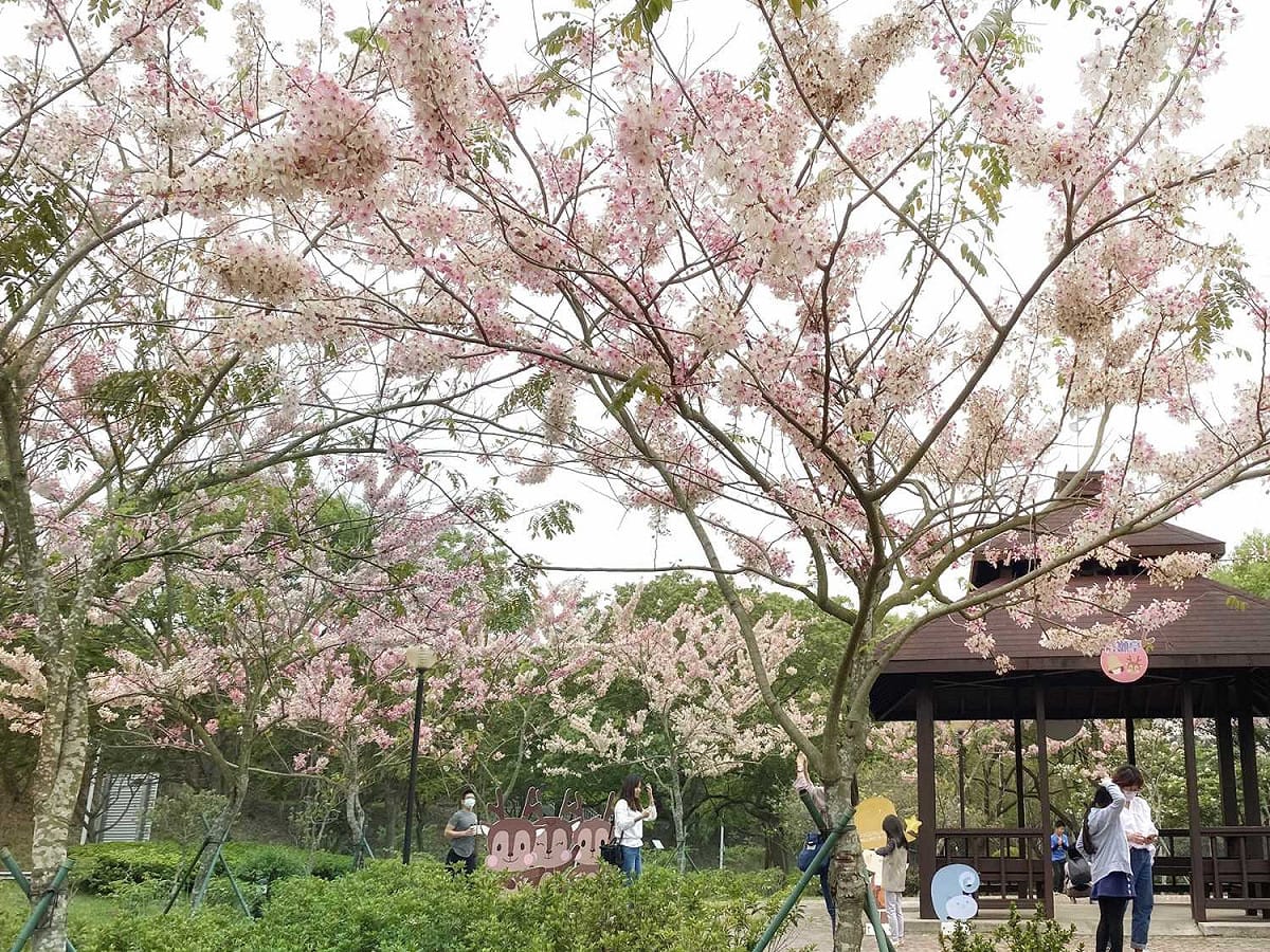 古坑服務區花旗木。 圖：高公局／提供