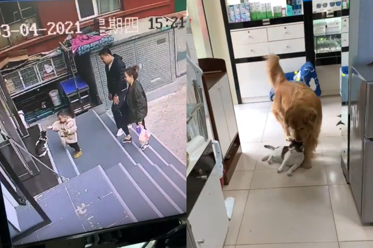 哇！沒想到就真的叼回來了！ 圖：取自bilibili＠金毛闹腾麻