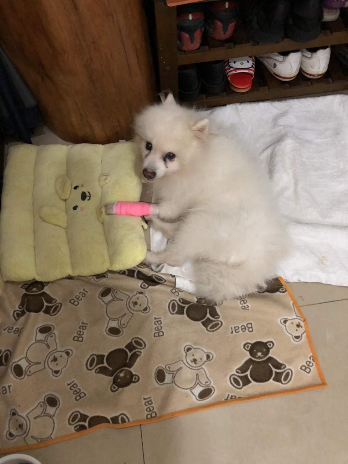 平時活潑貪吃的狐狸犬弟弟。 圖：新北市動保處提供