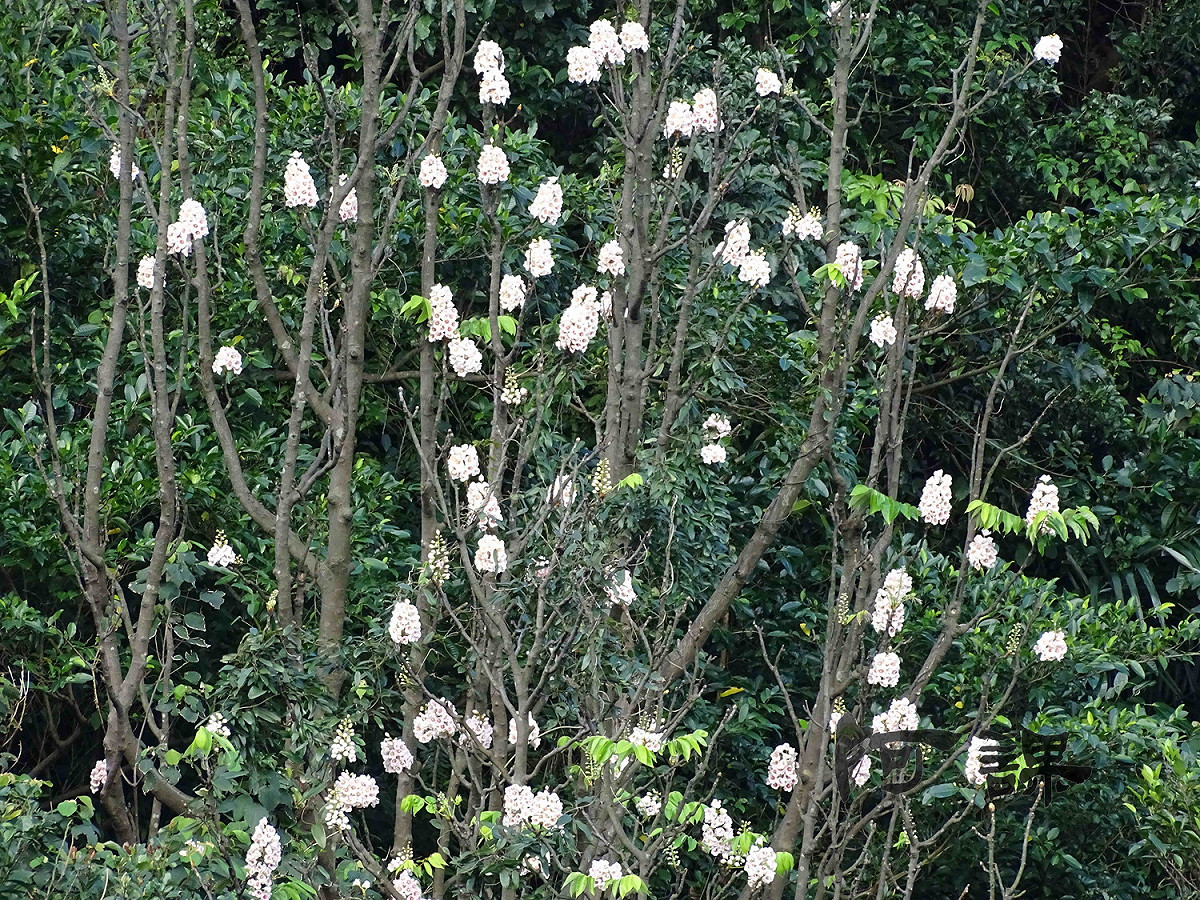 每年3月到4月是鐘萼木的花期。 圖：陳清課提供