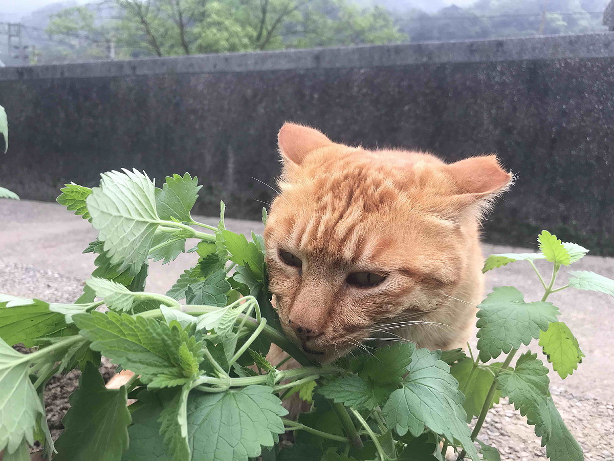 貓咪喜歡的氣味，沒錯!就是它了--貓薄荷。 圖：新北市動保處提供