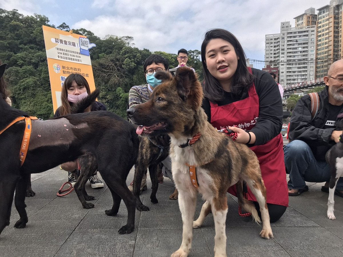 動保處特別挑選親人犬隻，讓民眾可以體驗牽狗互動。 圖：新北市動保處提供