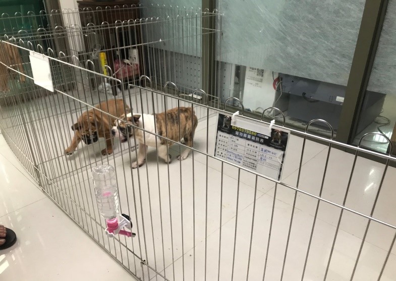 購買犬貓時觀察犬隻活動力是否正常。 圖：新北市動保處提供