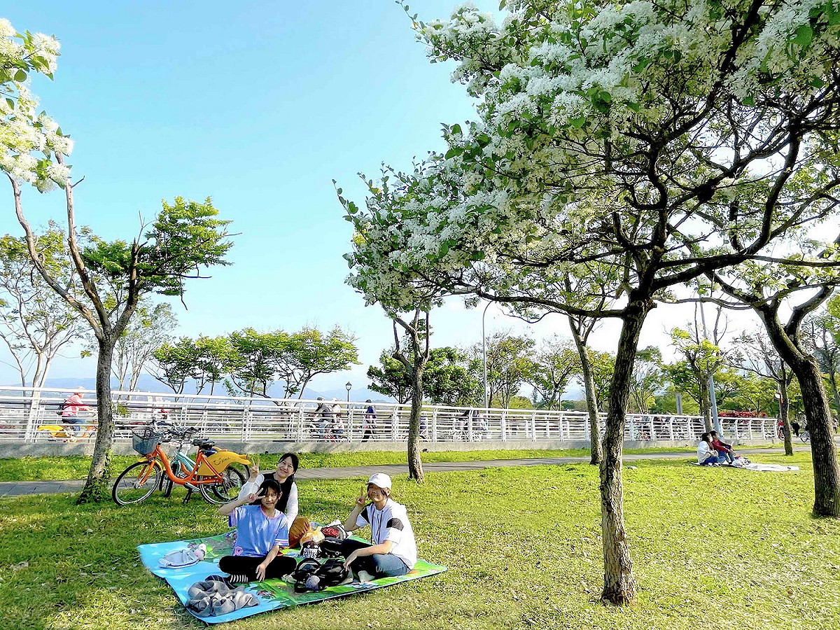 新店陽光公園流蘇繽紛綻放，開花時純白色花朵有如在翠綠枝葉覆上皚皚白雪般。 圖：新北市水利局高灘地工程管理處提供