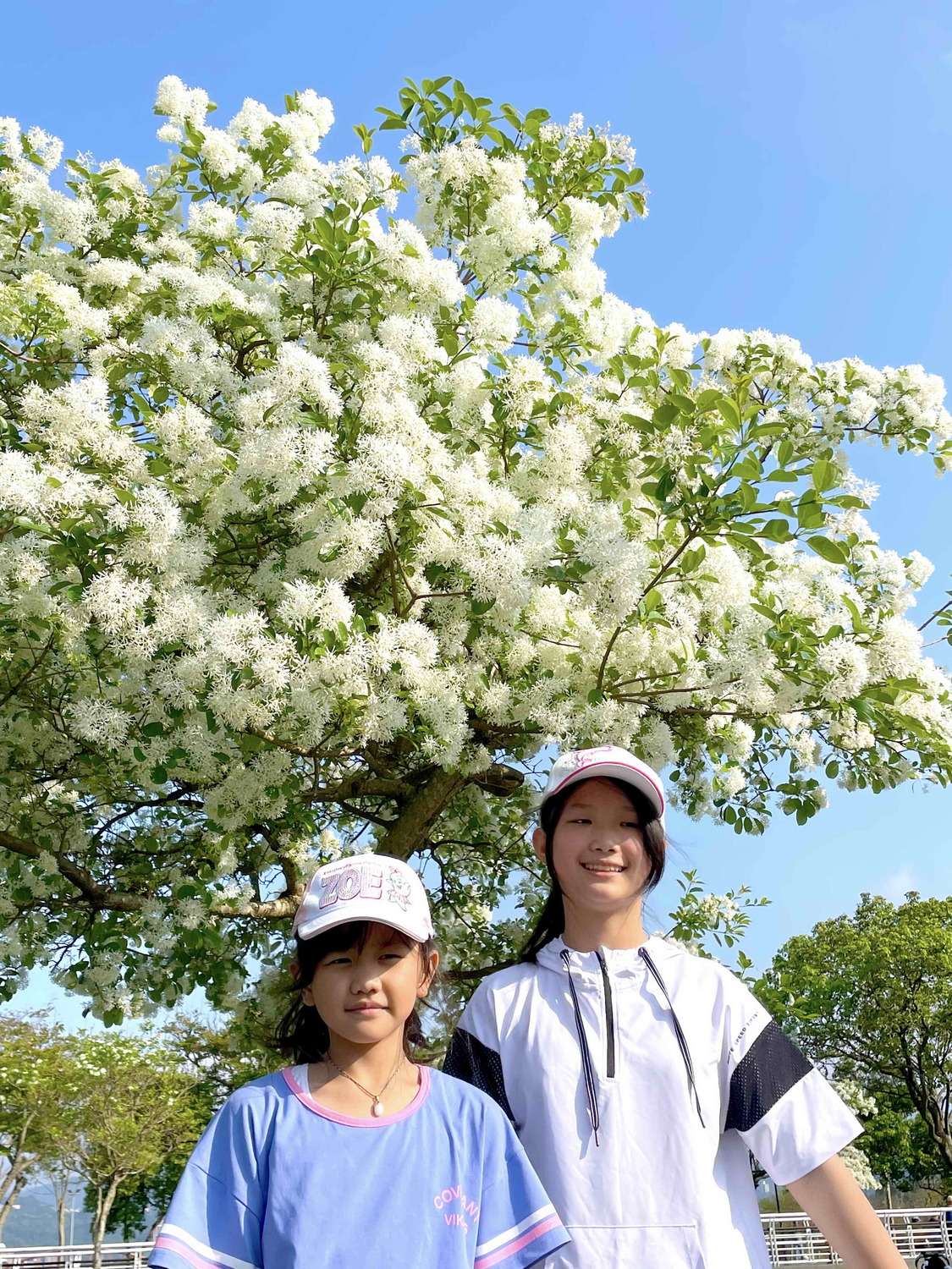 靠近兒童遊戲區旁草地上的這些流蘇樹，一棵棵陸續開滿白花，非常漂亮。 圖：新北市水利局高灘地工程管理處提供