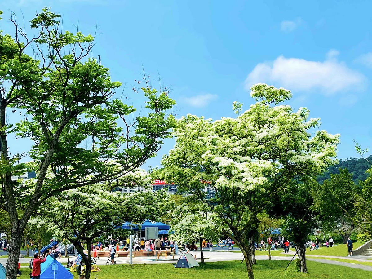 流蘇花大綻放，新店陽光公園飄花香。 圖：新北市水利局高灘地工程管理處提供
