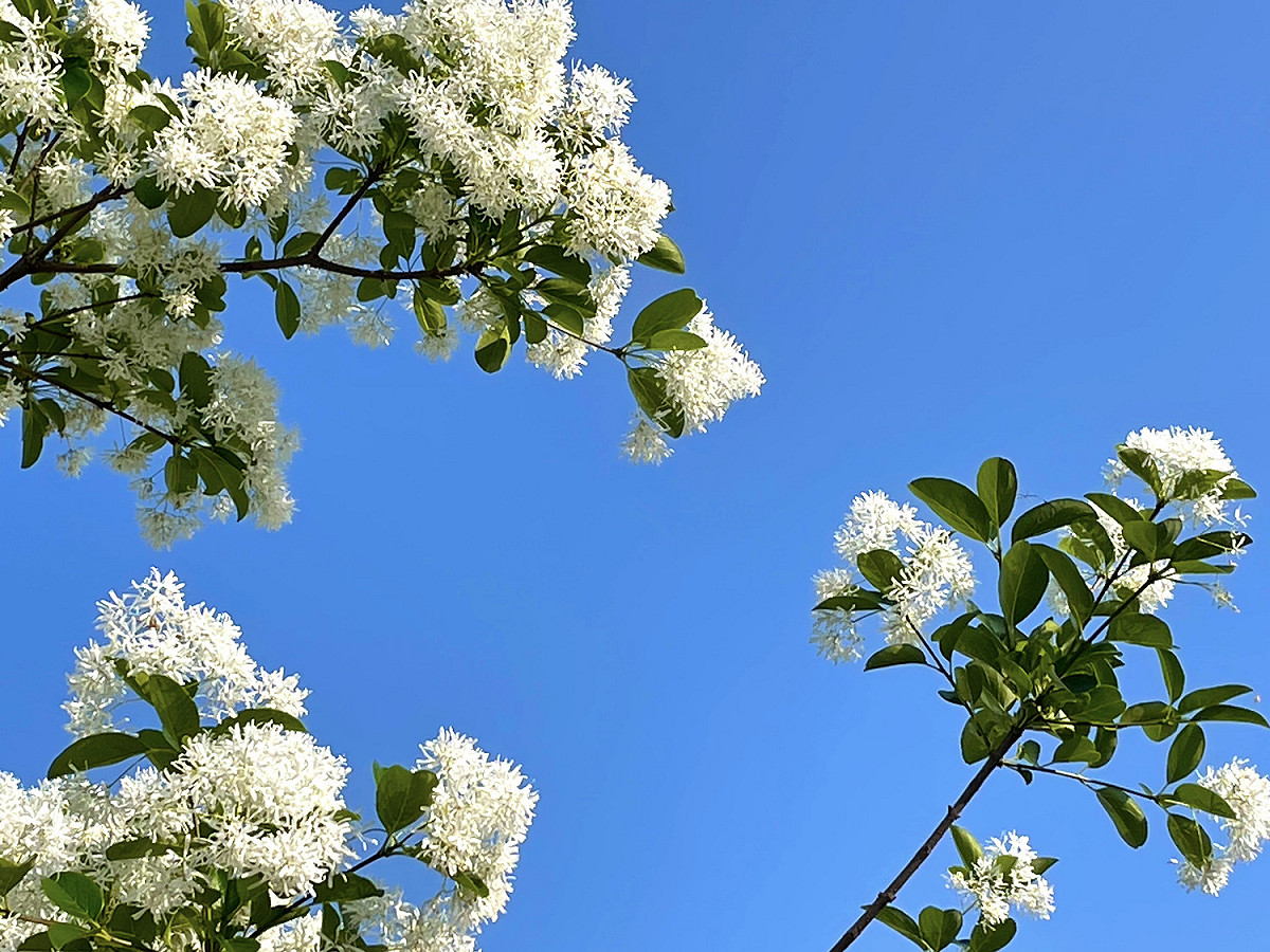 木犀科流蘇樹屬落葉性中喬木，花冠純白色，頂生具芳香，細長花冠四深裂向上綻放。 圖：新北市水利局高灘地工程管理處提供