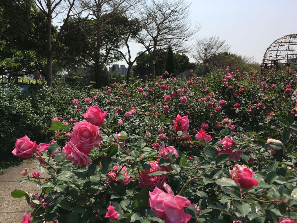 一進入花海區看到的是深粉色重瓣古典杯型的茶玫瑰肯特夫人。 圖：取自台北旅遊網