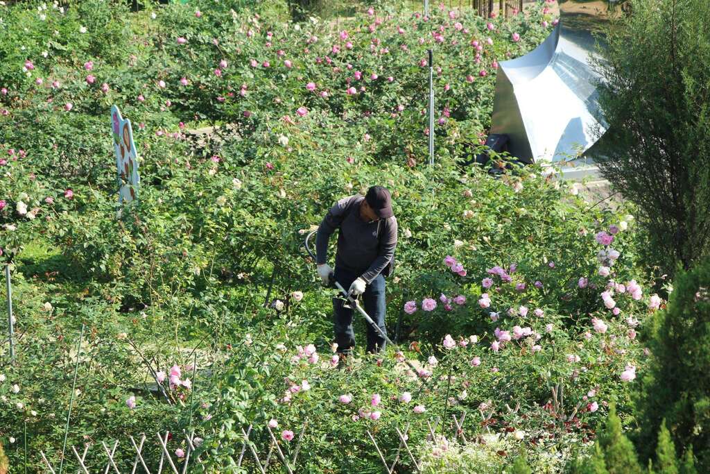 陳主奉的子弟兵在養護玫瑰。 圖：取自台北旅遊網