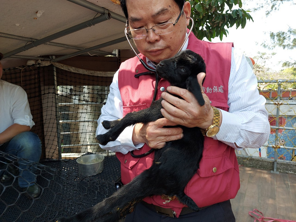 獸醫彭明發幫乳羊健康檢查。 圖：新北市動保處提供