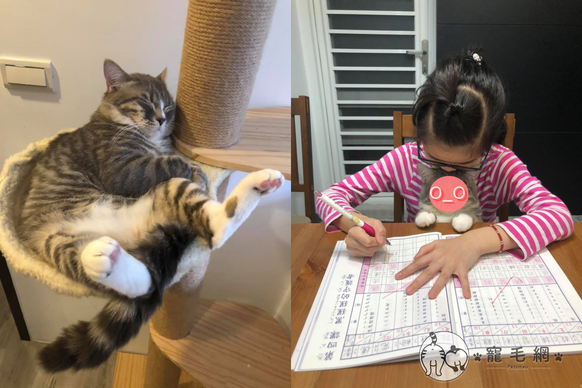 寫作業好疲憊，妹妹竟用吸貓來醒腦！ 圖：粉絲專頁 ＠哈尼vs瑪妮／提供