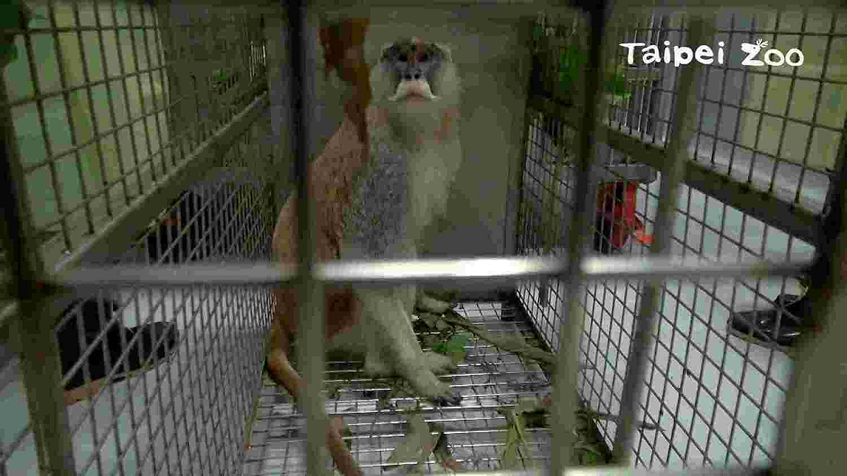 台北市立動物園非洲動物區的紅猴「男道」 圖:台北市立動物園臉書