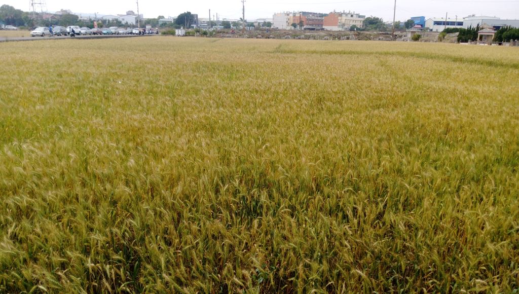 大雅麥田。 台中市政府/提供