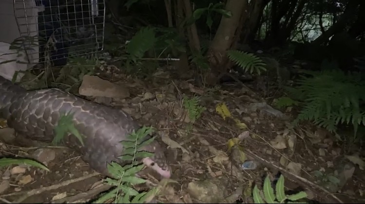 新北市動保處去年接獲56件穿山甲救援通報案，多獲救穿山甲經動物園協助醫療後健康野放。 圖：新北市動保處提供