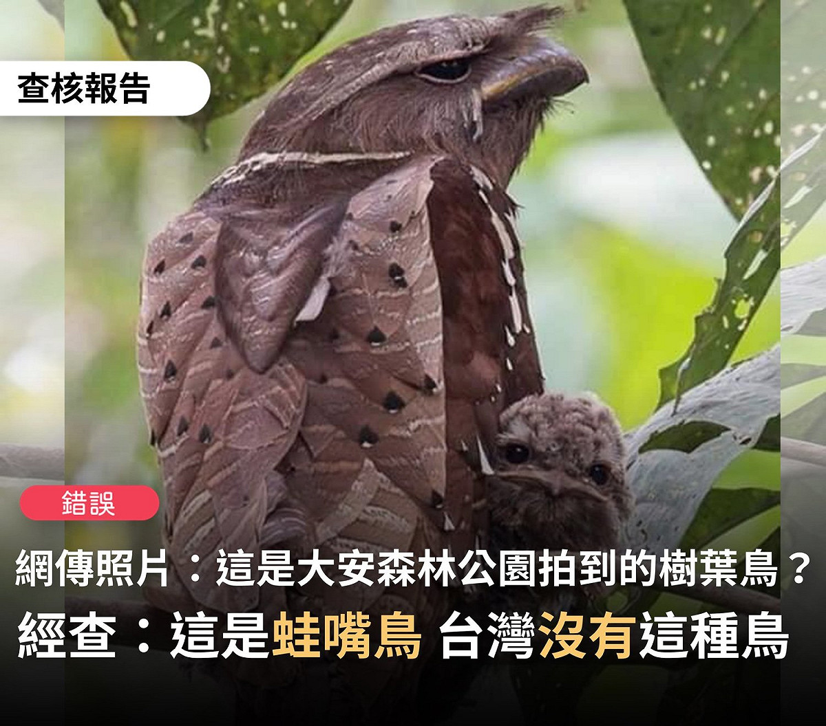 事實查核中心澄清，網傳「大安森林公園出現樹葉鳥」為錯誤訊息，台灣並無這種鳥類。 圖：翻攝自事實查核中心臉書