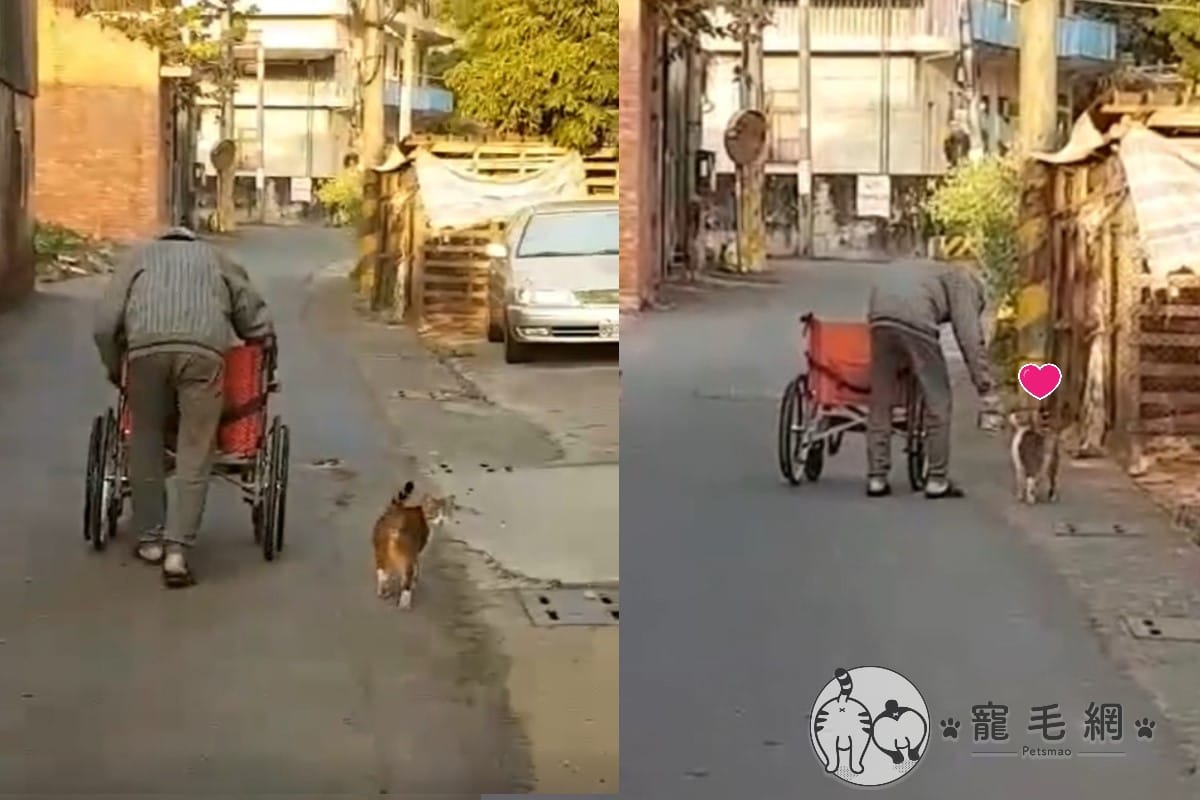 阿公推著輪椅幫浪貓送飯。 圖：網友單細胞／提供