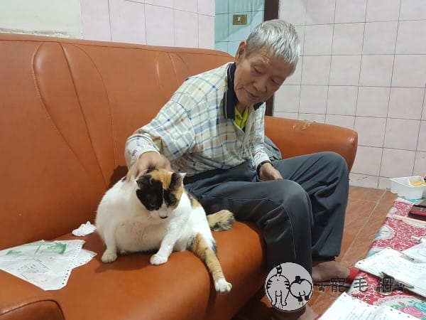 單細胞表示78歲的阿公非常喜歡貓咪，尤其是家裡的「吳小熊」。 圖：網友單細胞／提供