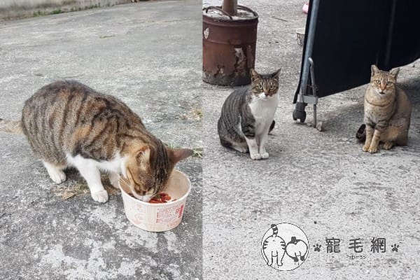 除了吳小熊，阿公在外面也有「貓孫」，牠們除了阿公以外完全不接近陌生人。 圖：網友單細胞／提供