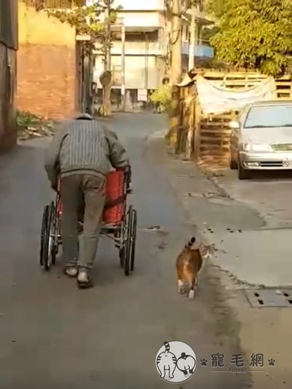日前阿公中風住院，出院後在體力的允許與家人的陪伴下，將輪椅當成「行動餐車」替浪浪「送便當」，而虎斑貓一見到阿公立刻小碎步跟著阿公的步伐一起散步。 圖：網友單細胞／提供