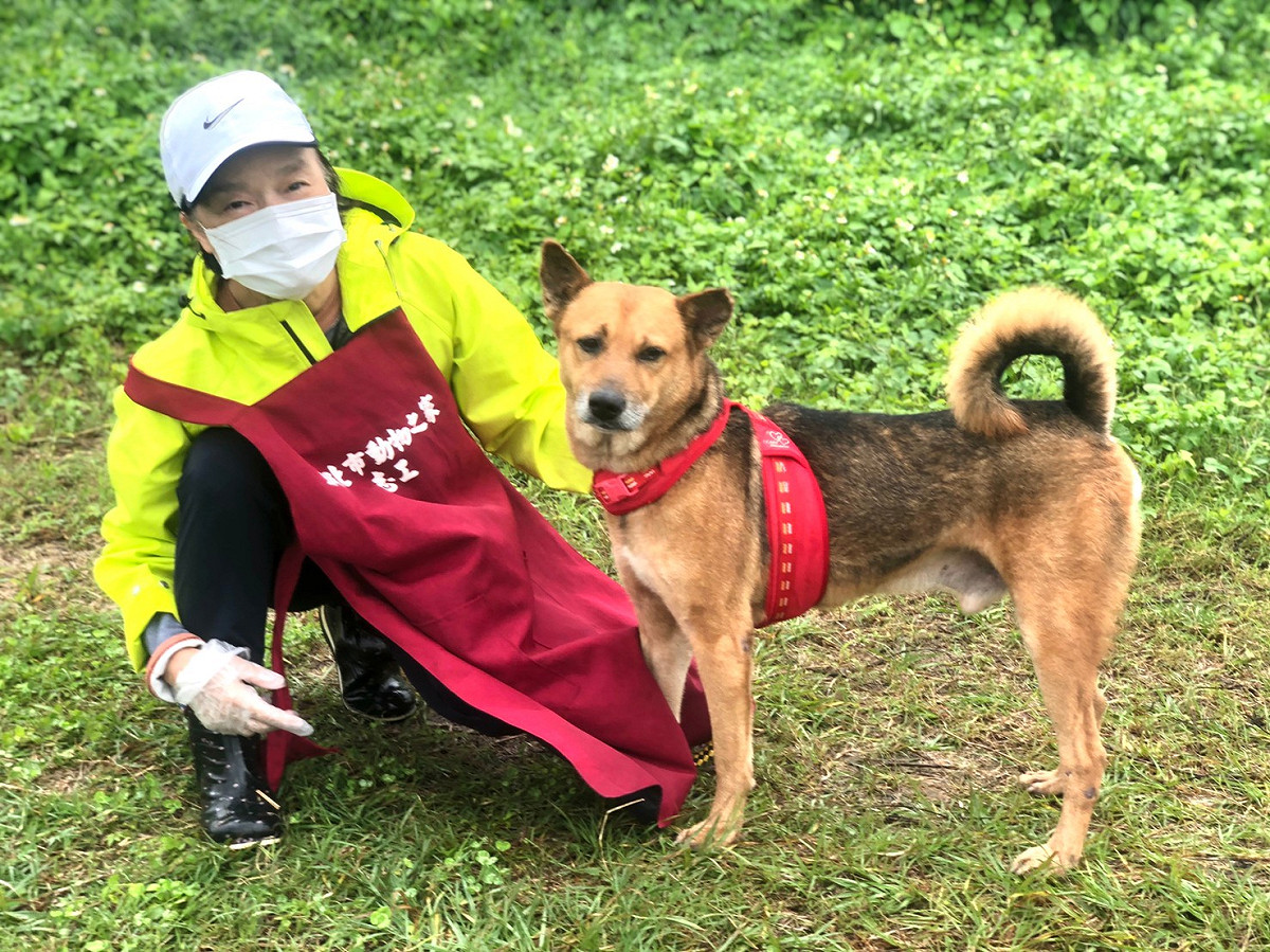 淡水動物之家志工帶金卡外出散步。 圖：新北市動保處提供