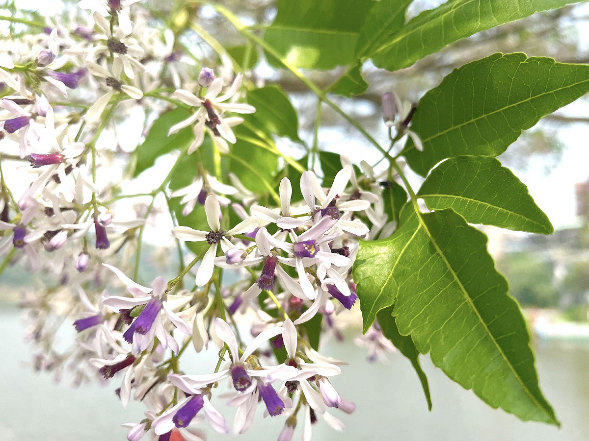目前正值苦楝花期，新北市河濱公園處處可見其身影。 圖：新北市高灘處／提供