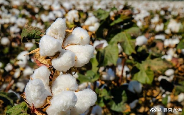 近日多家國際品牌發表聲明拒用新疆棉花。 圖：翻攝自微博