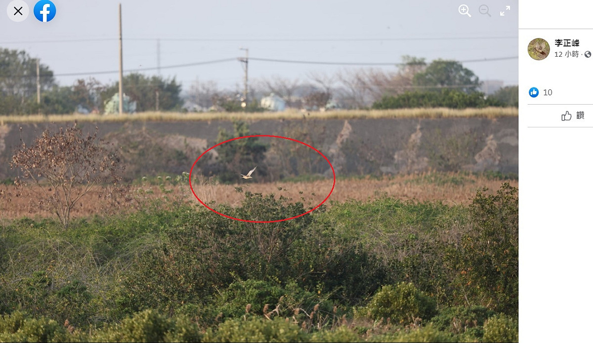 台南市野鳥學會鳥友李正鋒28日下午在學甲濕地附近，拍到從澳洲飛了6000公里來台的黦鷸（紅圈處），牠翱翔的模樣令人鬆了一口氣。 圖：翻攝自台南市野鳥學會臉書/李正鋒