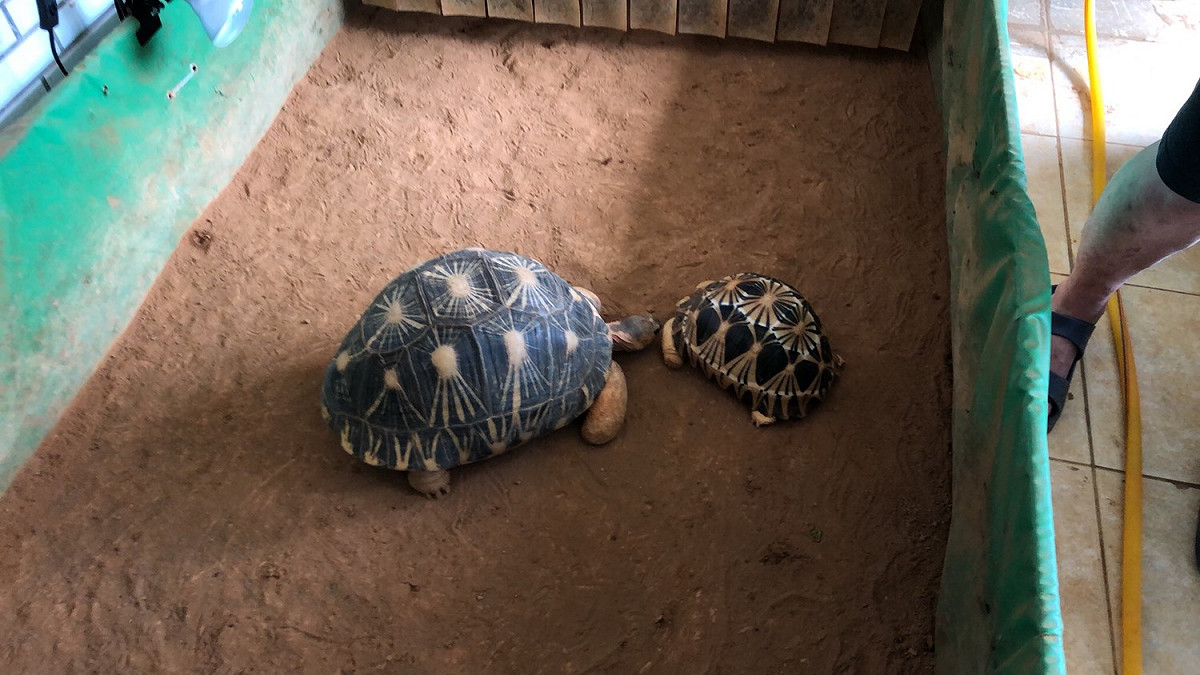 林嫌飼養2隻已是成龜的輻射龜，聲稱已繁殖過，但未通報林務局申報備查，已涉嫌違法。 圖：新北市動保處提供