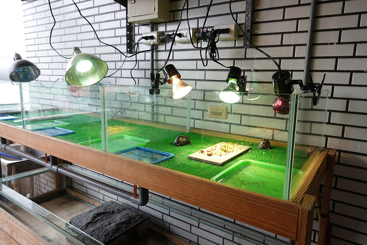 林嫌所飼養輻射龜幼龜的環境。 圖：新北市動保處提供
