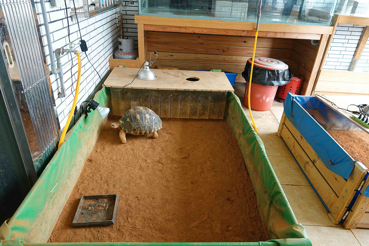 林嫌於蘆洲家中飼養1級保育類動物輻射龜。 圖：新北市動保處提供