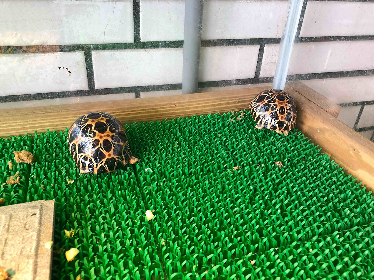 林嫌稱2隻輻射龜幼龜為自家繁殖所生。 圖：新北市動保處提供