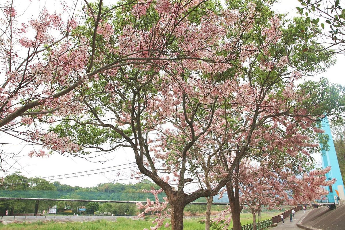 竹崎花旗木。 圖：取自嘉義縣政府全球資訊網